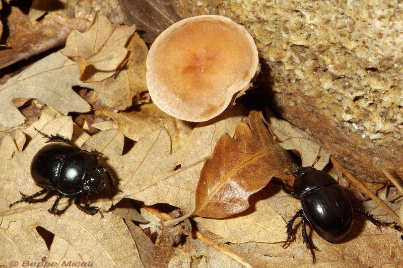 Escursione  in terra di Siena