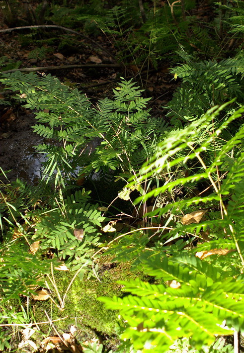 Escursione  in terra di Siena