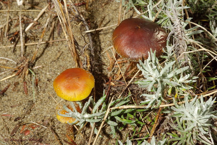 Funghi delle dune e retrodune...