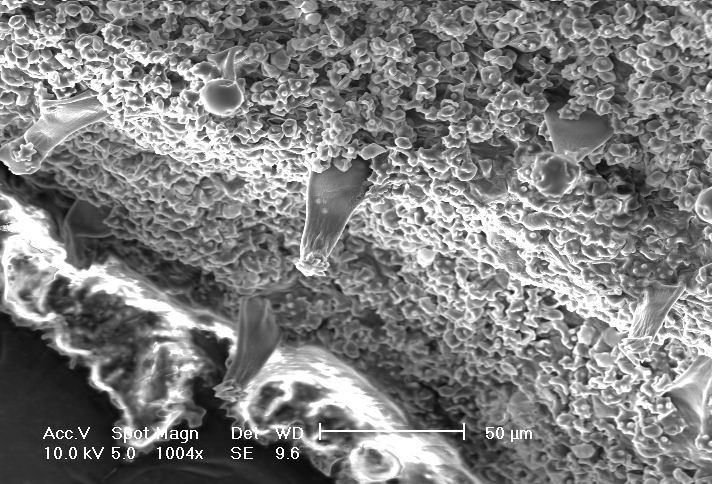 provo anch''io con la microscopia ......elettronica