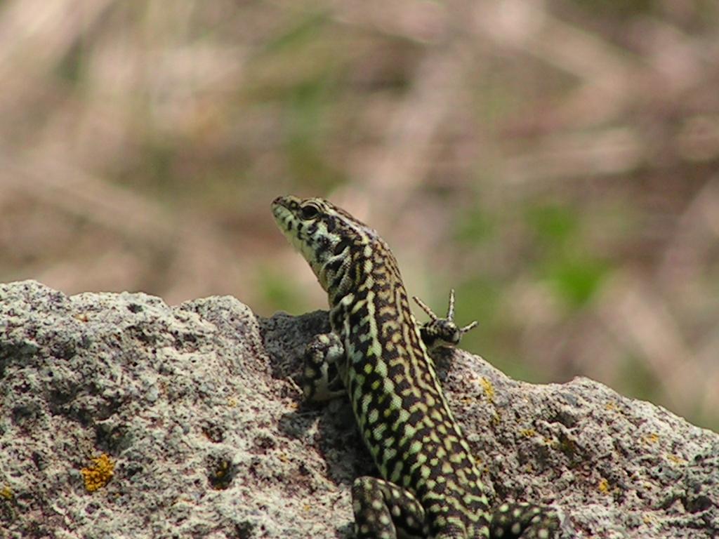 identificazione lucertole