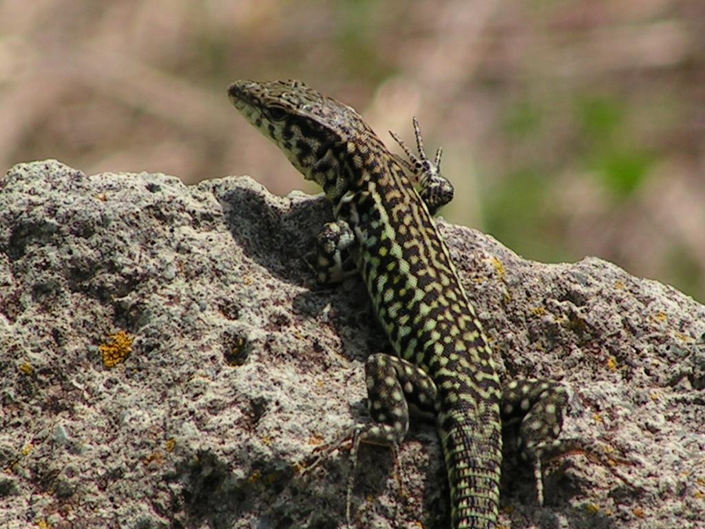 identificazione lucertole