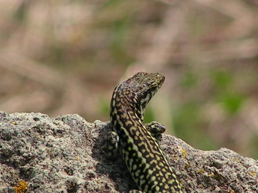 identificazione lucertole