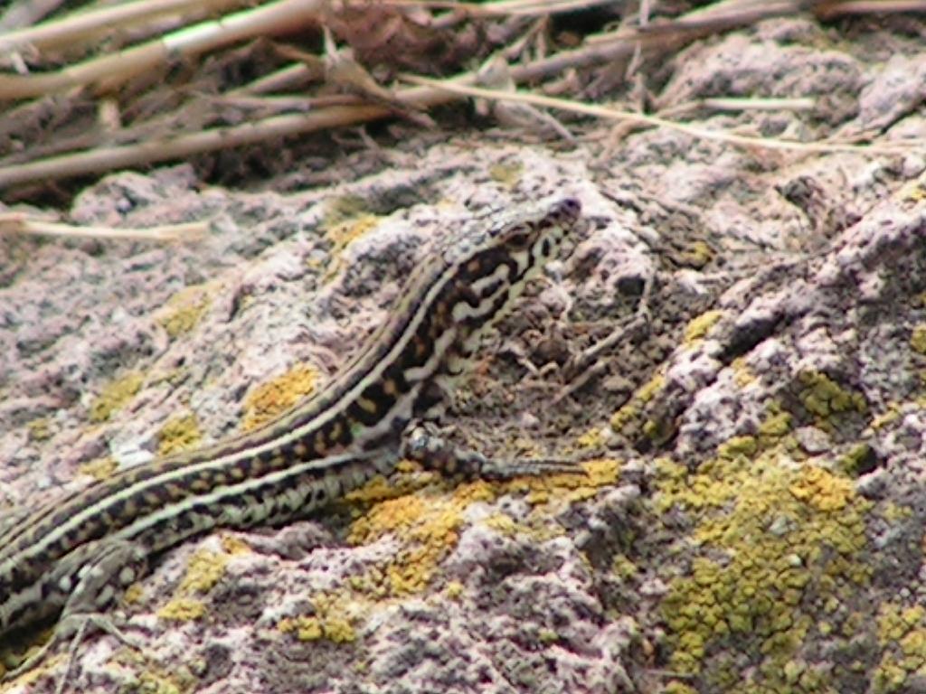 identificazione lucertole