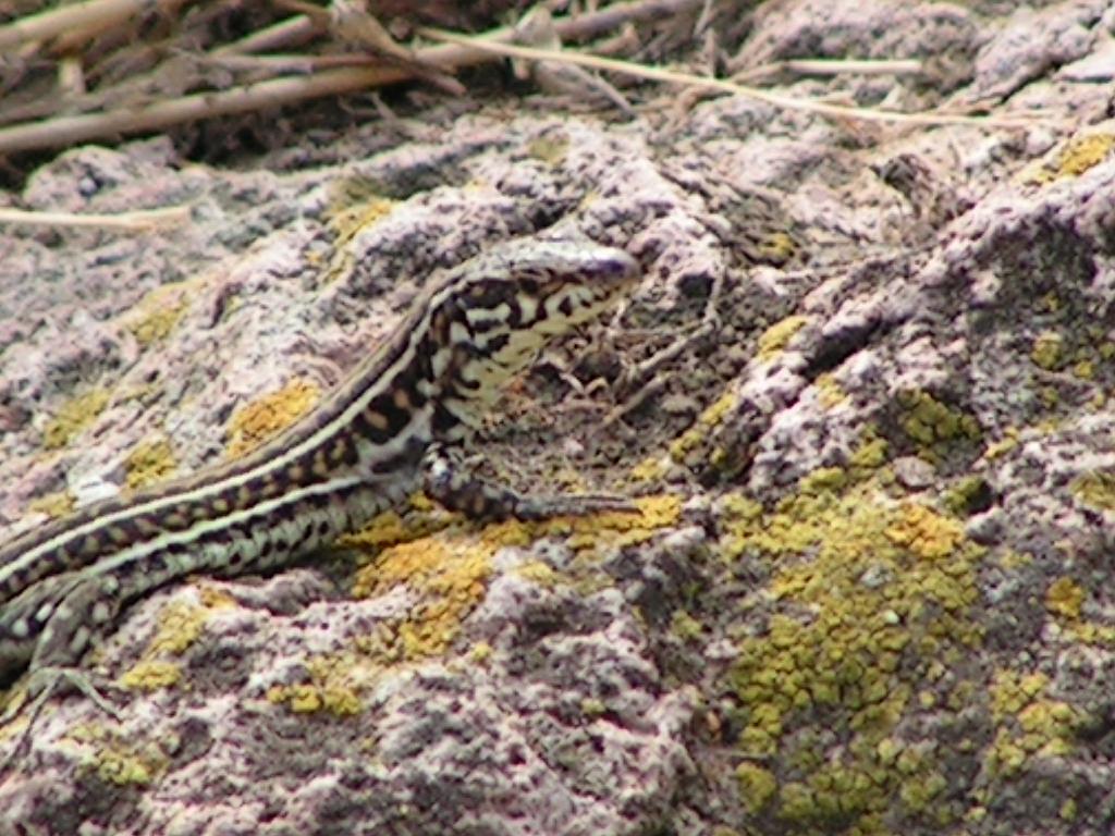 identificazione lucertole