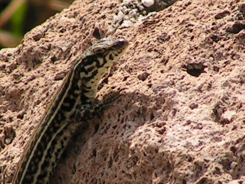 identificazione lucertole