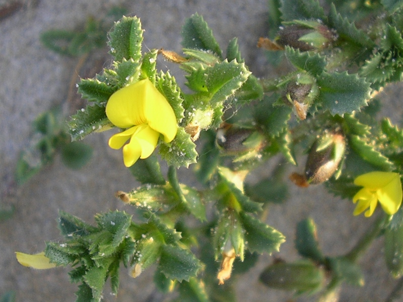 Ononis variegata / Ononide screziata