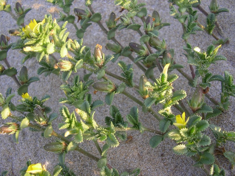 Ononis variegata / Ononide screziata