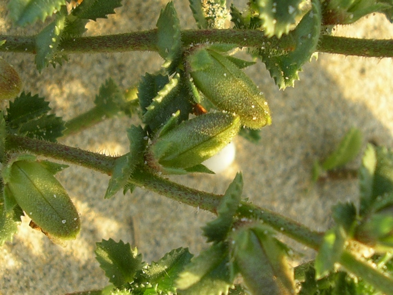 Ononis variegata / Ononide screziata