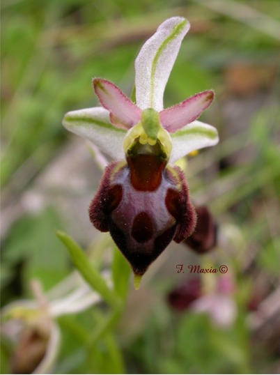 Ophrys morisii