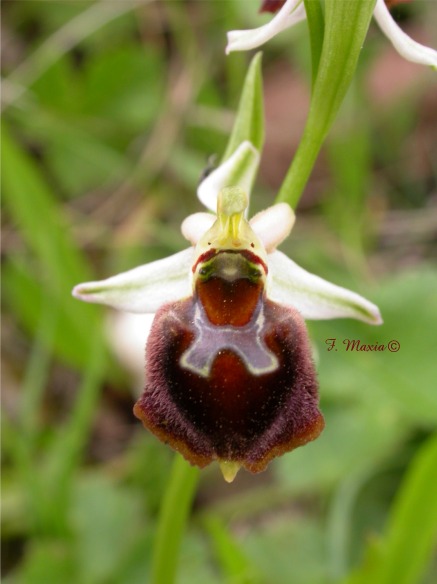 Ophrys morisii