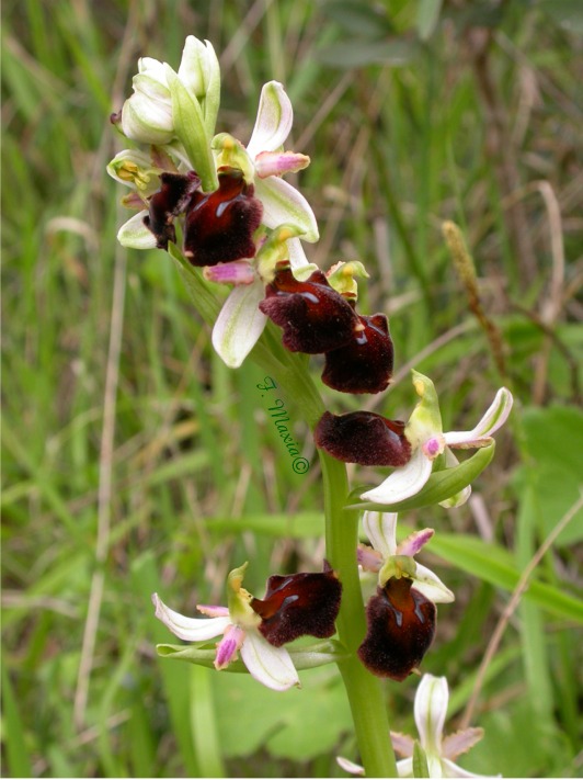 Ophrys morisii