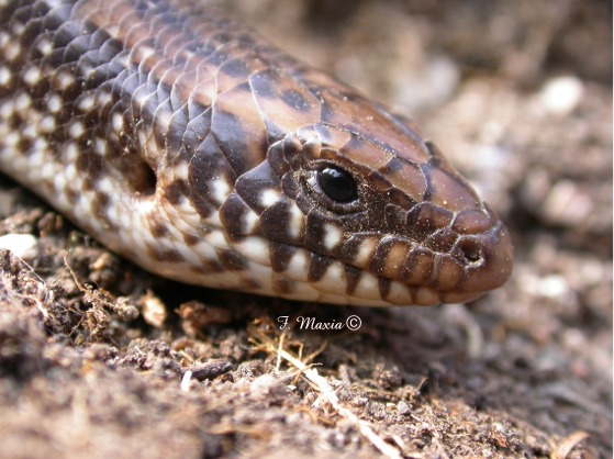 Congilo Chalcides ocellatus tiligugu