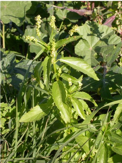 Mercurialis annua / Mercorella comune