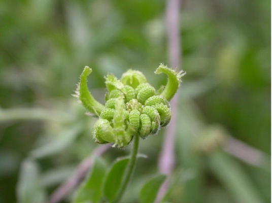 Calendula arvensis / Fiorrancio selvatico