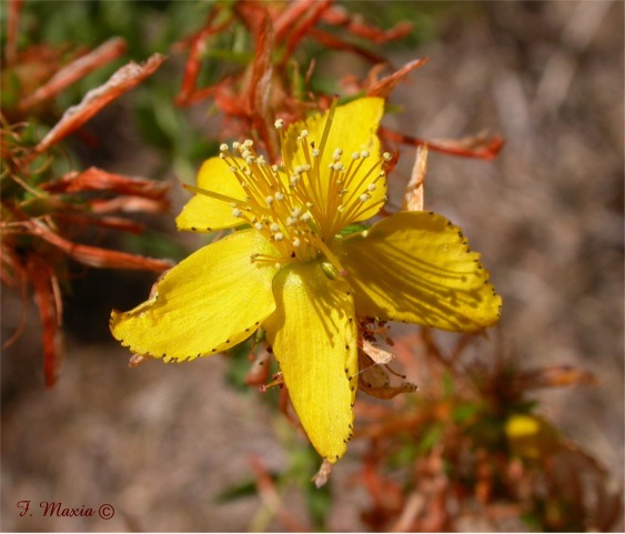 Hypericum perforatum / Erba di San Giovanni