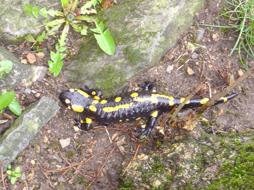 Salamandra salamandra