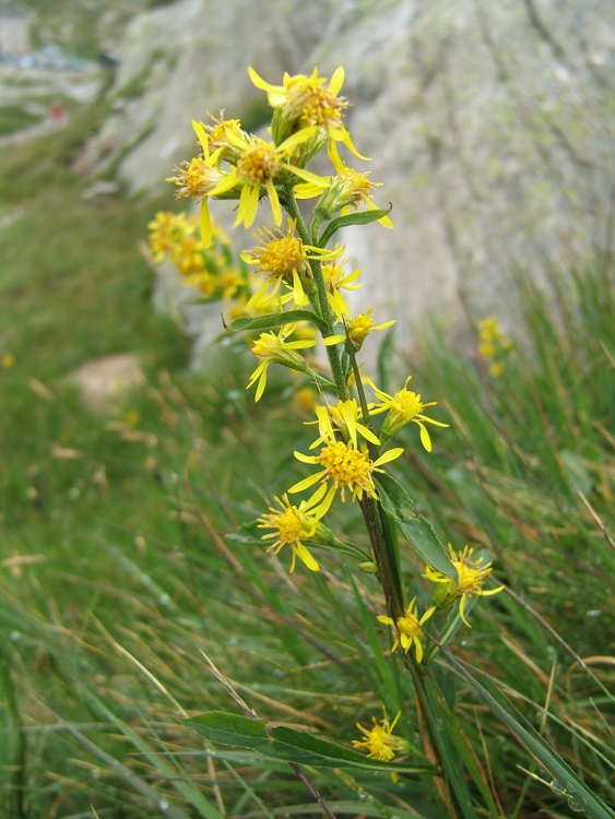 Jacobaea paludosa(= Senecio paludosus) ?