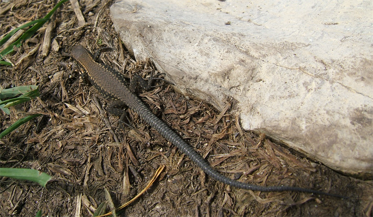 Podarcis muralis