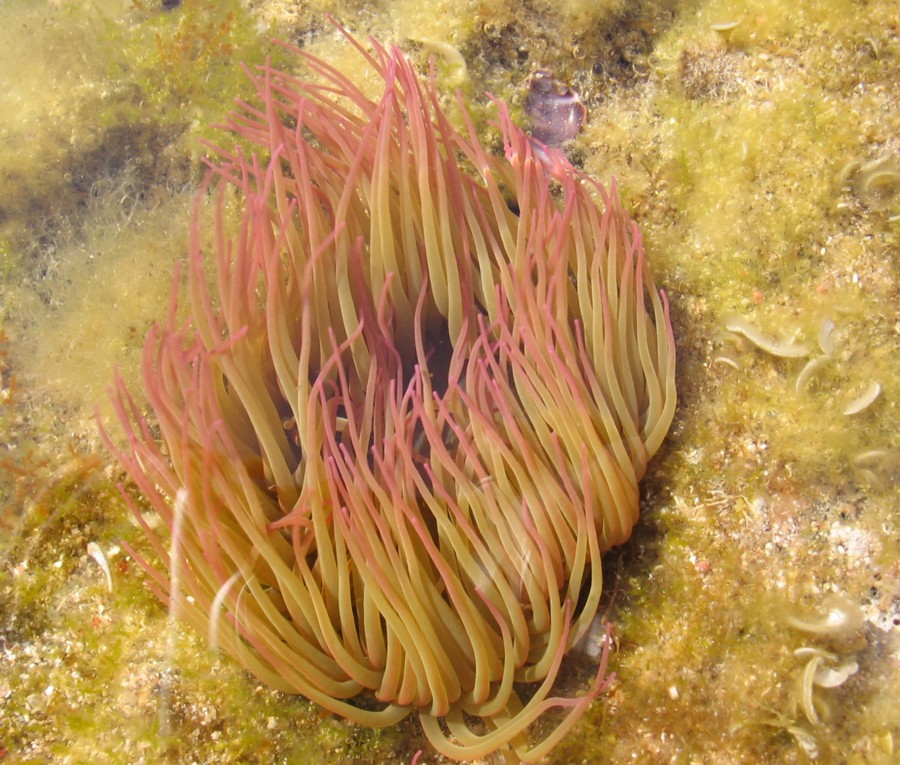 Anemonia viridis