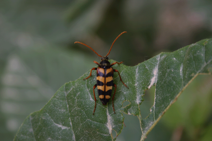 Leptura aurulenta (Coleoptera, Cerambycidae)