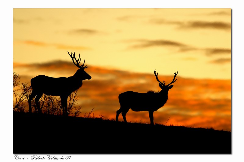 cervi Cervus elaphus