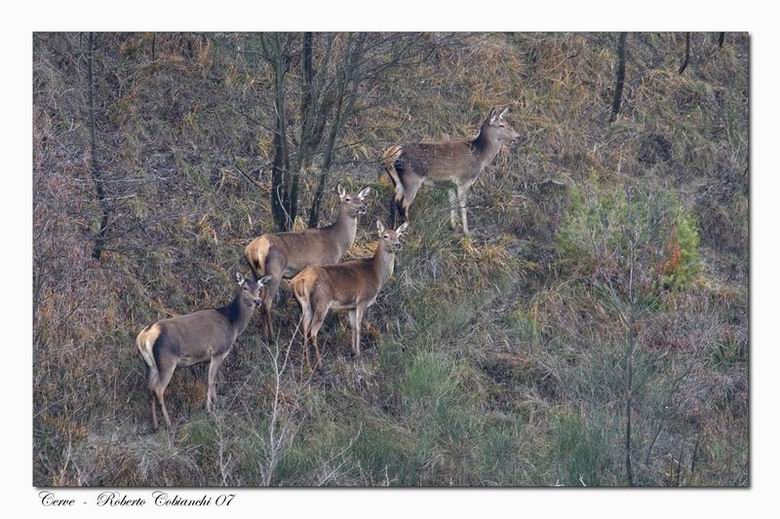 cervi Cervus elaphus