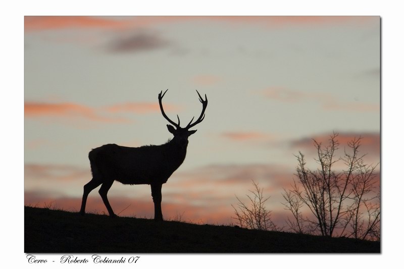 cervi Cervus elaphus