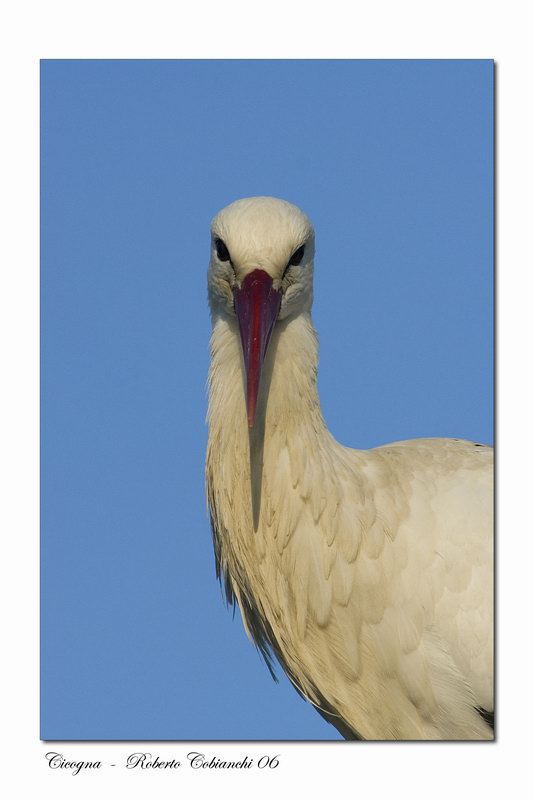 Cicogna bianca - Ciconia ciconia. Vita da ......