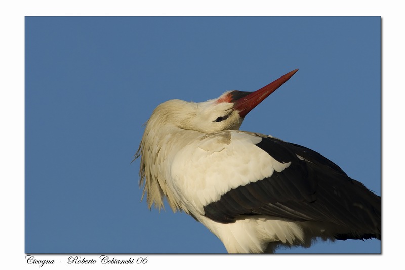 Cicogna bianca - Ciconia ciconia. Vita da ......