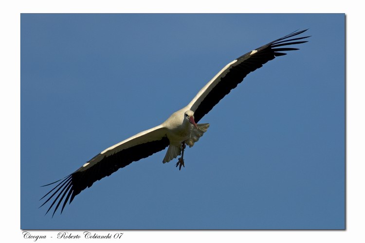 Cicogna bianca - Ciconia ciconia. Vita da ......