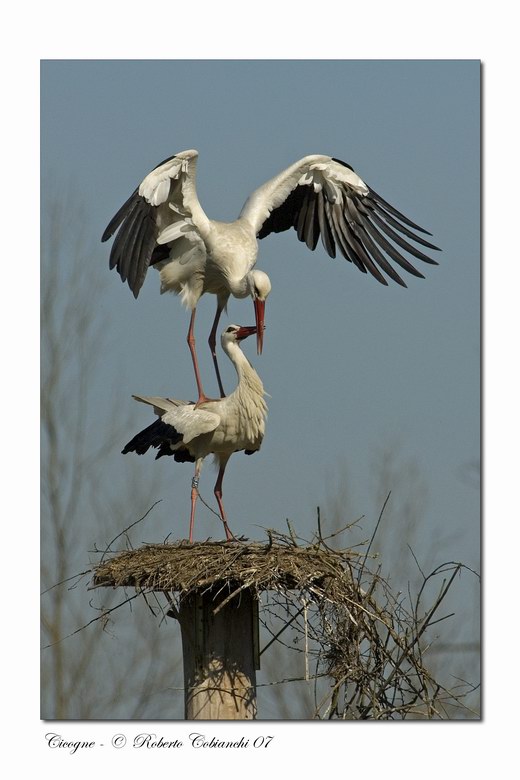 Cicogna bianca - Ciconia ciconia. Vita da ......