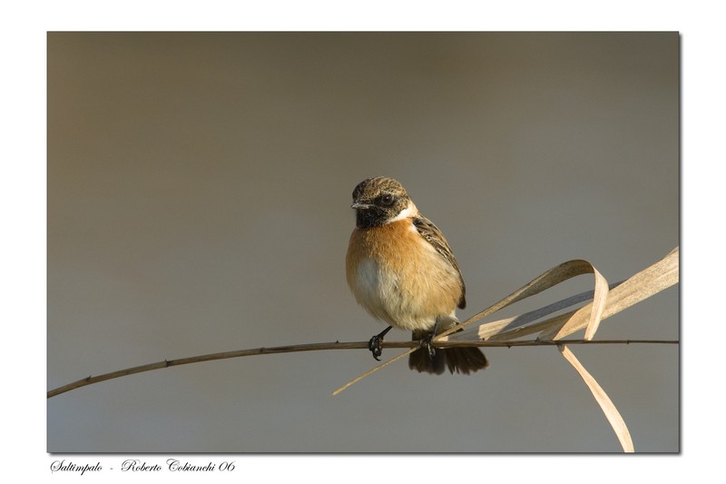 saltimpalo - Saxicola rubicola