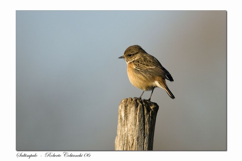 saltimpalo - Saxicola rubicola