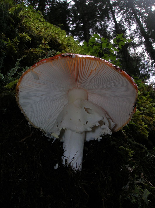 Amanita aurata?