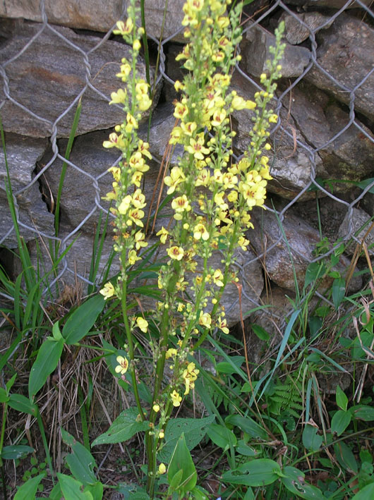 Verbascum nigrum