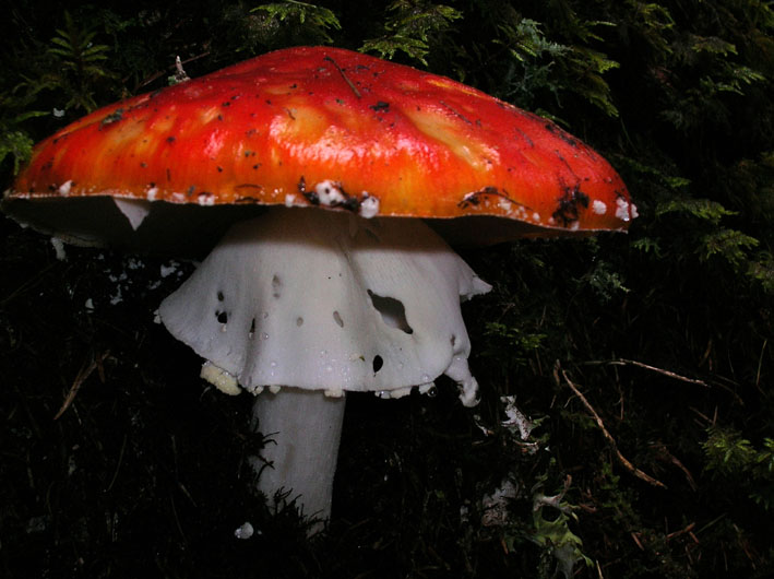 Amanita aurata?