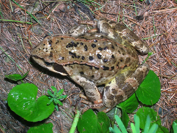 Rana temporaria