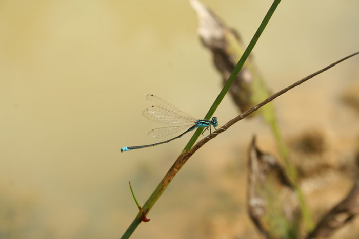 Coenagrionidae: Ischnura pumilio