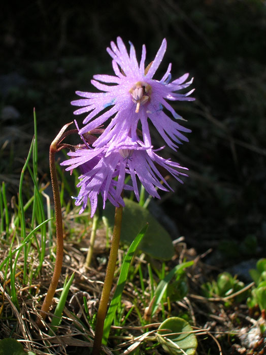 Soldanella alpina / Soldanella comune