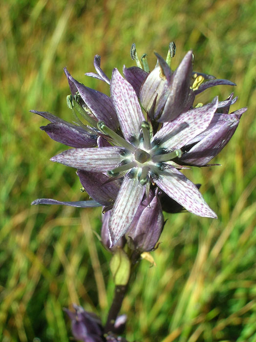 Swertia perennis / Genzianella stellata