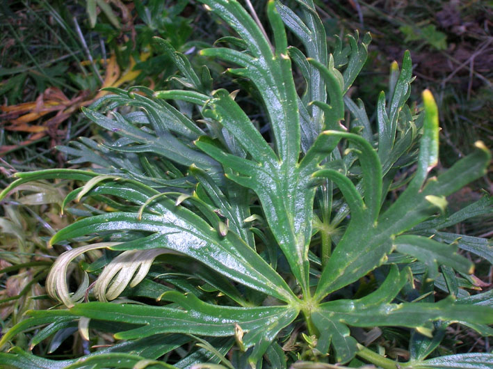 Aconitum napellus / Aconito napello