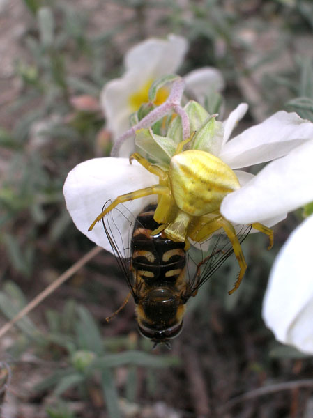 Thomisus onustus