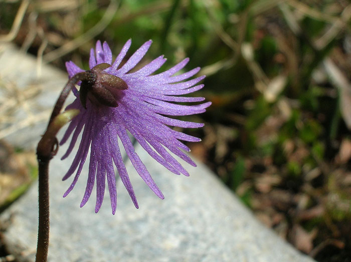 Soldanella alpina / Soldanella comune