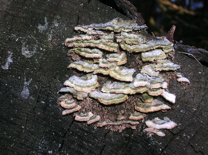 Funghi su ceppo (Trichaptum sp.)