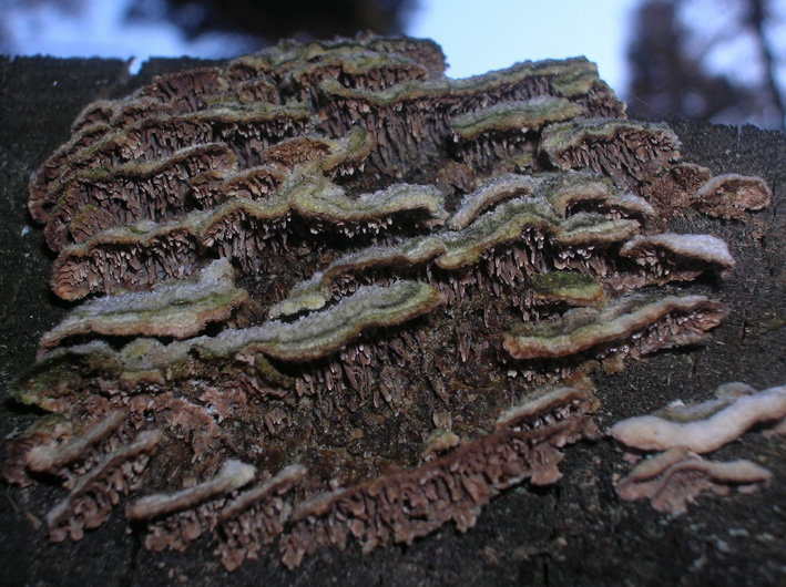 Funghi su ceppo (Trichaptum sp.)