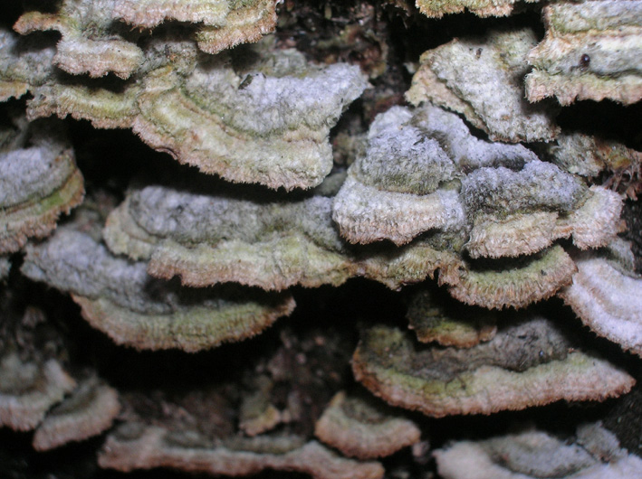 Funghi su ceppo (Trichaptum sp.)