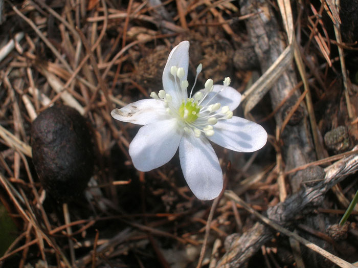 Hepatica nobilis / Erba trinit