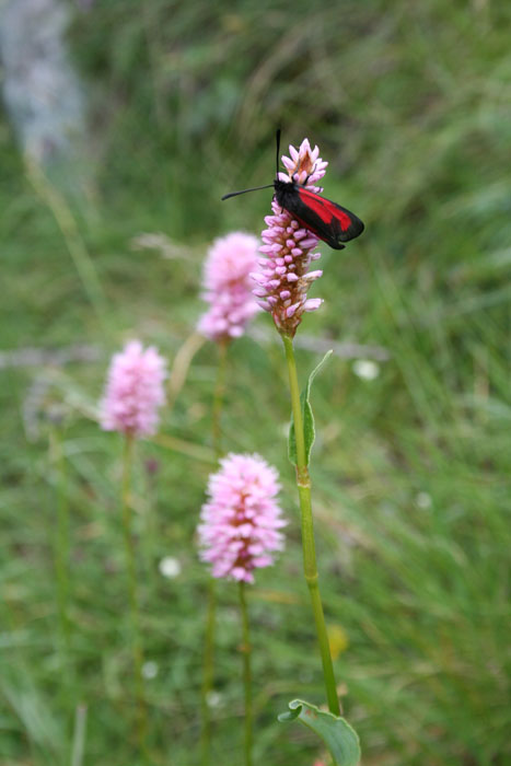 Bistorta officinalis / Poligono bistorta