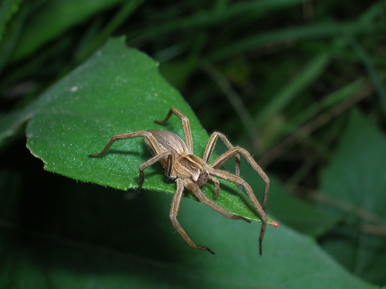 Pisaura sp.